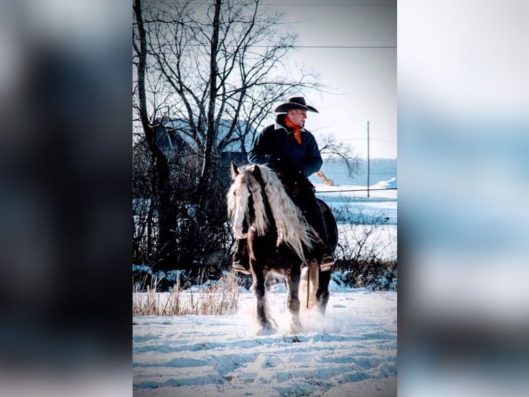 Gypsy Horse Gelding 9 years 14 hh Gray-Dapple in Phoenix