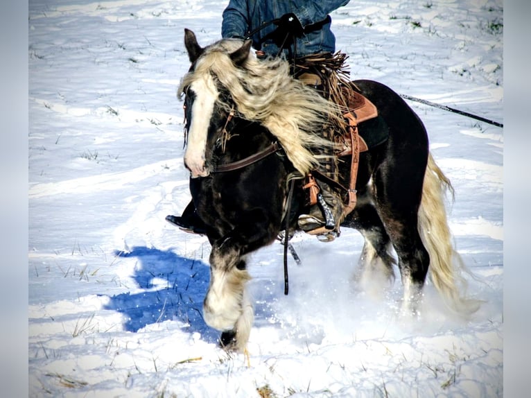 Gypsy Horse Gelding 9 years 14 hh Gray-Dapple in Phoenix