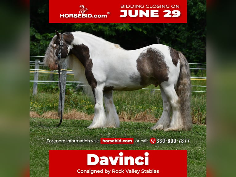 Gypsy Horse Gelding 9 years 14 hh Pinto in Strasburg