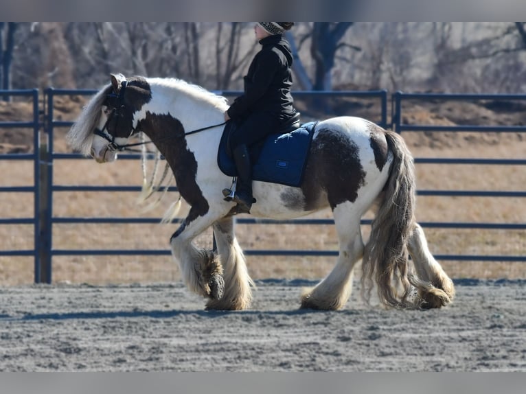 Gypsy Horse Gelding 9 years 14 hh Pinto in Strasburg