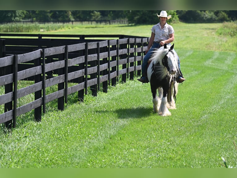 Gypsy Horse Gelding 9 years 14 hh Tobiano-all-colors in Winslow