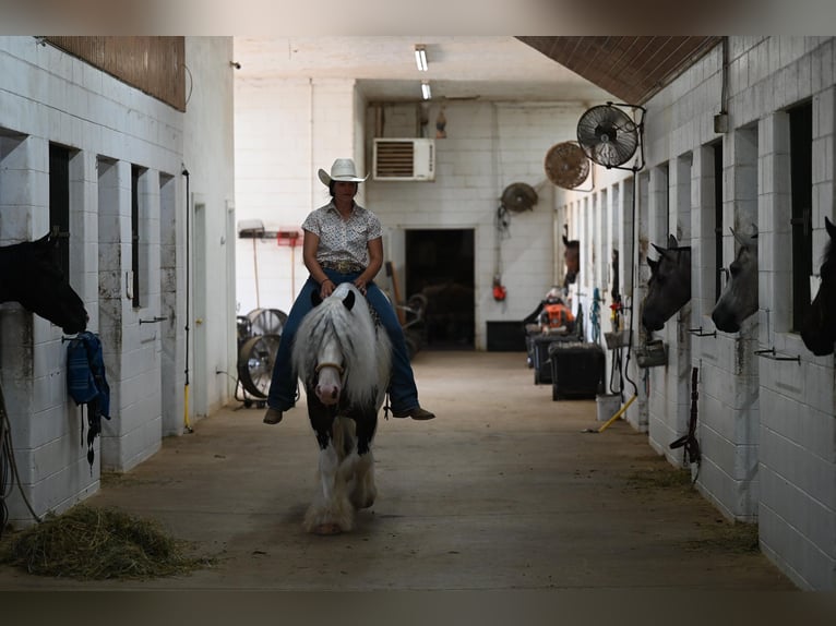 Gypsy Horse Gelding 9 years 14 hh Tobiano-all-colors in Winslow