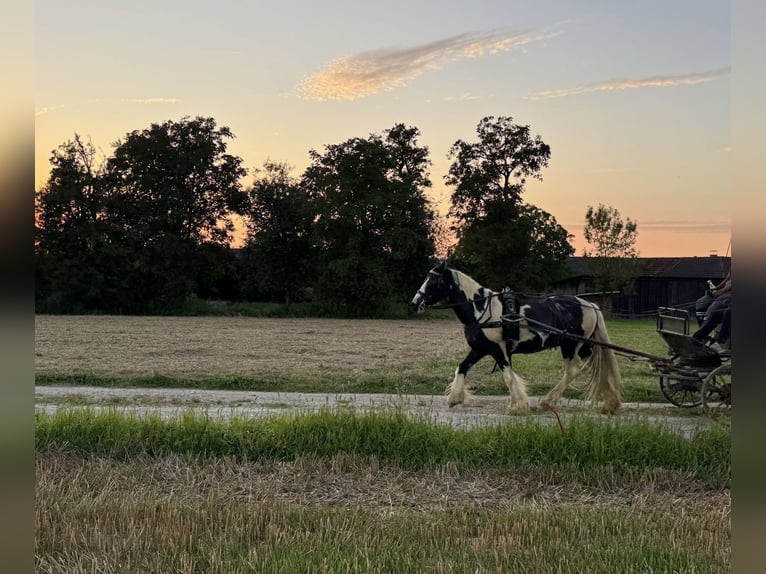 Gypsy Horse Gelding 9 years 14,1 hh Pinto in Kematen an der Ybbs