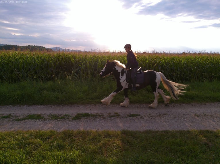 Gypsy Horse Gelding 9 years 14,1 hh Pinto in Kematen an der Ybbs