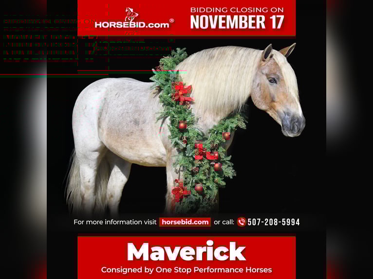 Gypsy Horse Mix Gelding 9 years 14,2 hh Roan-Red in Oelwein