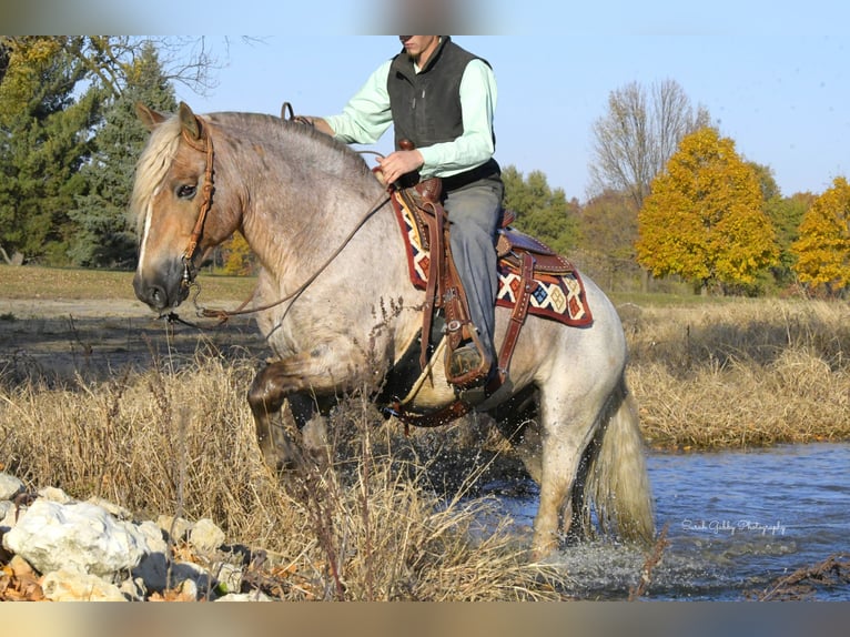 Gypsy Horse Mix Gelding 9 years 14,2 hh Roan-Red in Oelwein