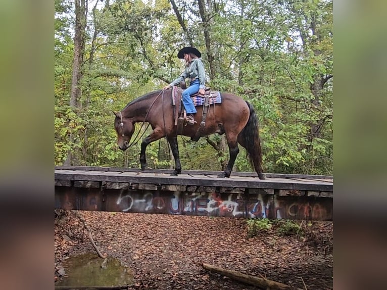 Gypsy Horse Mix Gelding 9 years 14,3 hh Bay in Robards Gypsy Horse Mix Gelding 9 years 14,3 hh Bay in Robards