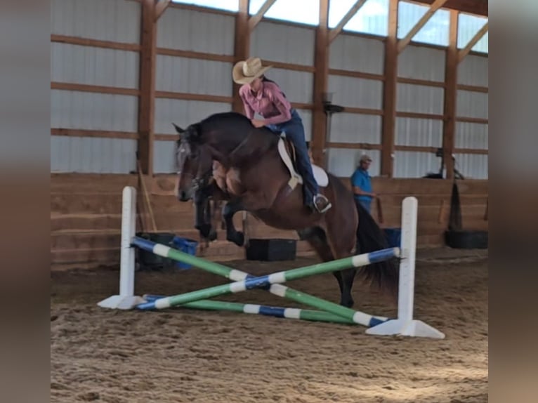 Gypsy Horse Mix Gelding 9 years 14,3 hh Bay in Robards Gypsy Horse Mix Gelding 9 years 14,3 hh Bay in Robards