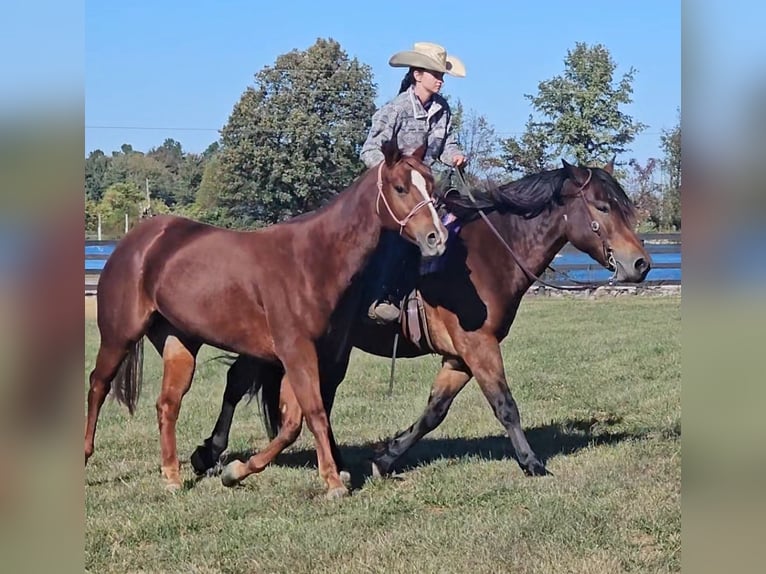 Gypsy Horse Mix Gelding 9 years 14,3 hh Bay in Robards Gypsy Horse Mix Gelding 9 years 14,3 hh Bay in Robards