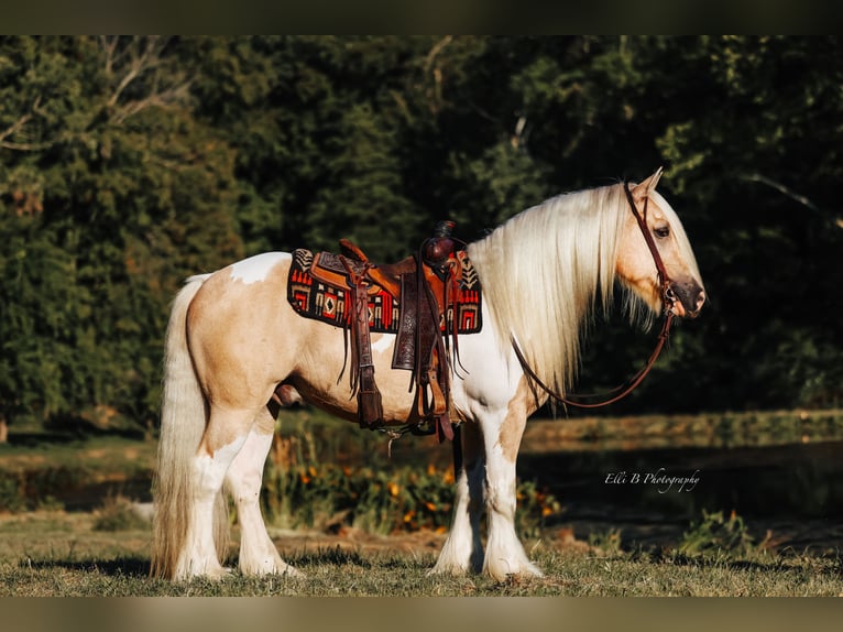 Gypsy Horse Gelding 9 years 14,3 hh Pinto in Mount Vernon