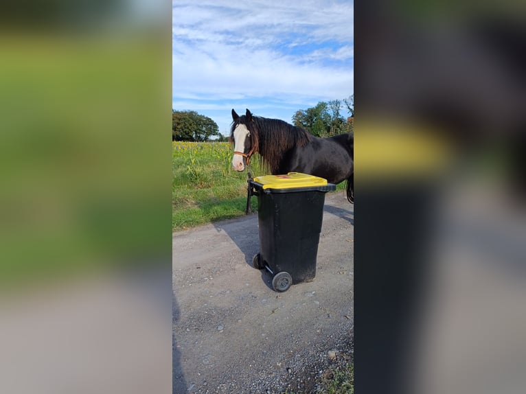 Gypsy Horse Gelding 9 years 15,2 hh Black in Ennigerloh