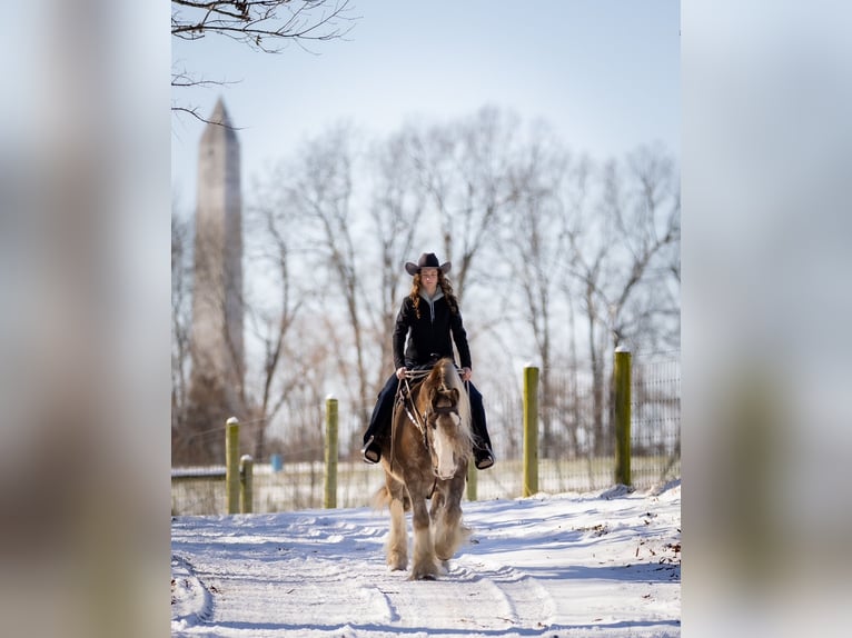 Gypsy Horse Gelding 9 years 15,2 hh in Elkton, KY