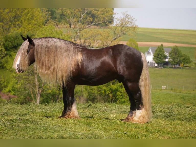 Gypsy Horse Gelding 9 years 15 hh  in Fresno