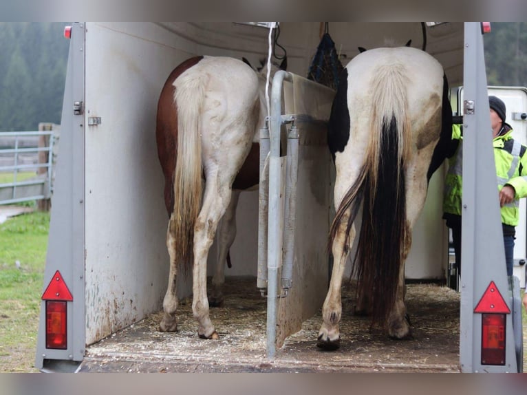 Gypsy Horse Mix Gelding 9 years 15,1 hh Pinto in K&#xF6;nigswiesen