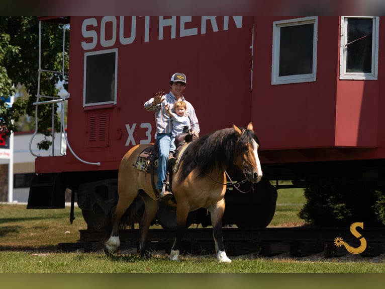 Gypsy Horse Mix Gelding 9 years 15,3 hh Dun in Bogard, MO