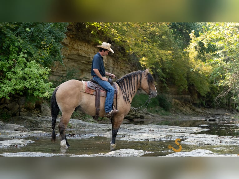 Gypsy Horse Mix Gelding 9 years 15,3 hh Dun in Bogard, MO