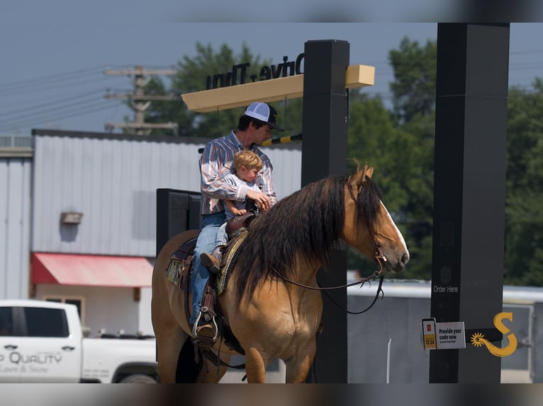 Gypsy Horse Mix Gelding 9 years 15,3 hh Dun in Bogard, MO