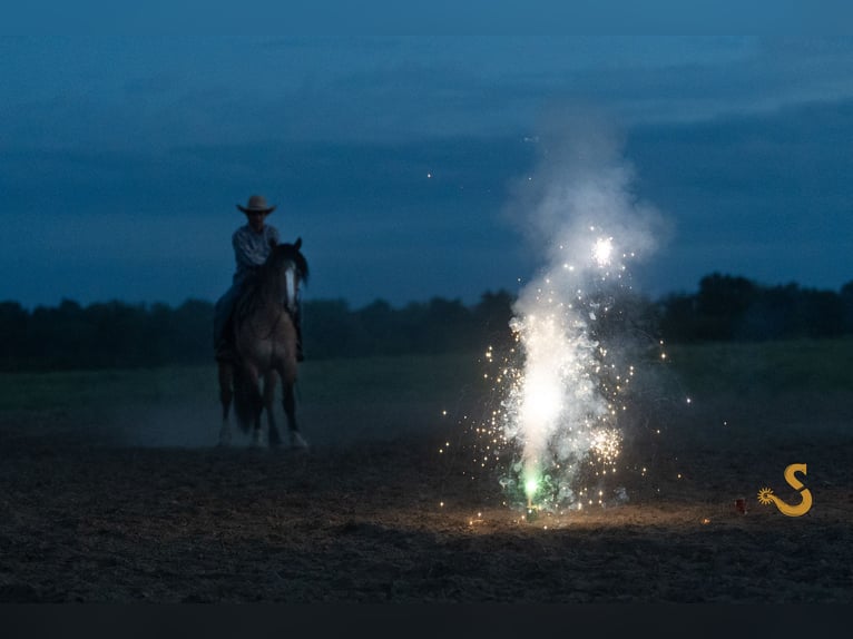 Gypsy Horse Mix Gelding 9 years 15,3 hh Dun in Bogard, MO