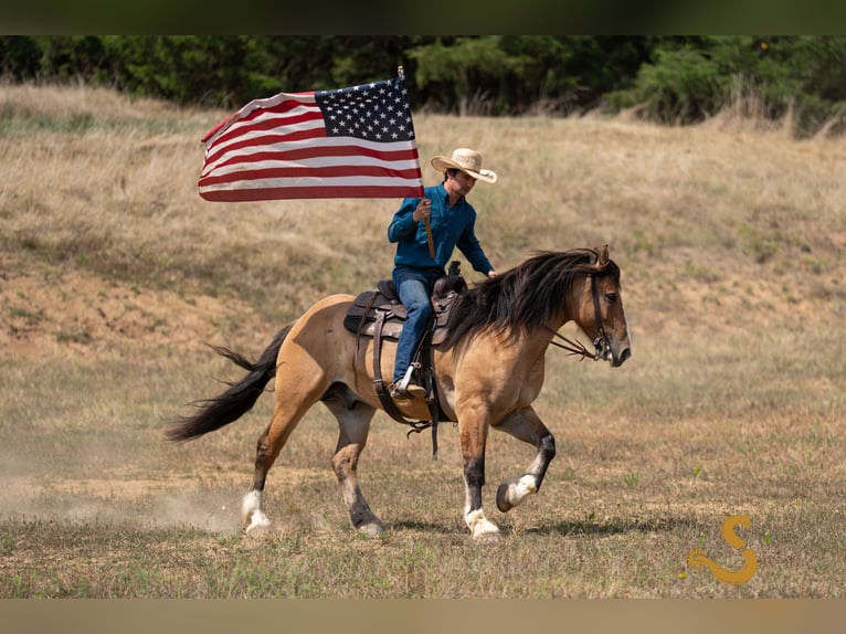 Gypsy Horse Mix Gelding 9 years 15,3 hh Dun in Bogard, MO