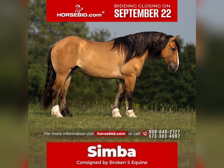 Gypsy Horse Mix Gelding 9 years 15,3 hh Dun in Bogard, MO