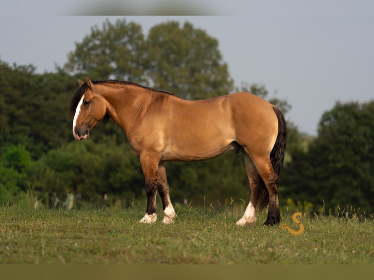 Gypsy Horse Mix Gelding 9 years 15,3 hh Dun in Bogard, MO