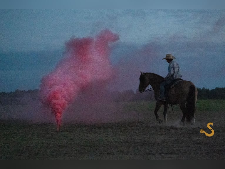 Gypsy Horse Mix Gelding 9 years 15,3 hh Dun in Bogard, MO