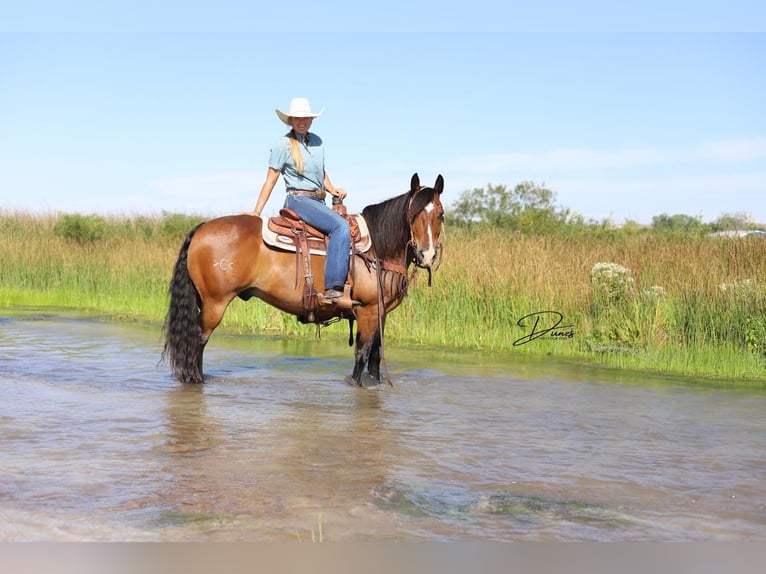 Gypsy Horse Mix Gelding 9 years Bay in Thedford, NE