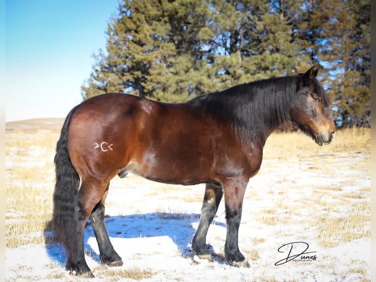 Gypsy Horse Mix Gelding 9 years Bay in Thedford, NE