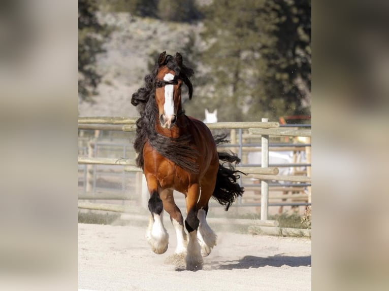 Gypsy Horse Gelding 9 years Bay in Keremeos, BC