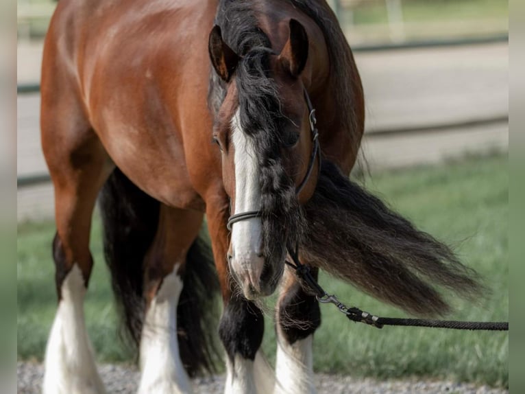 Gypsy Horse Gelding 9 years Bay in Keremeos, BC