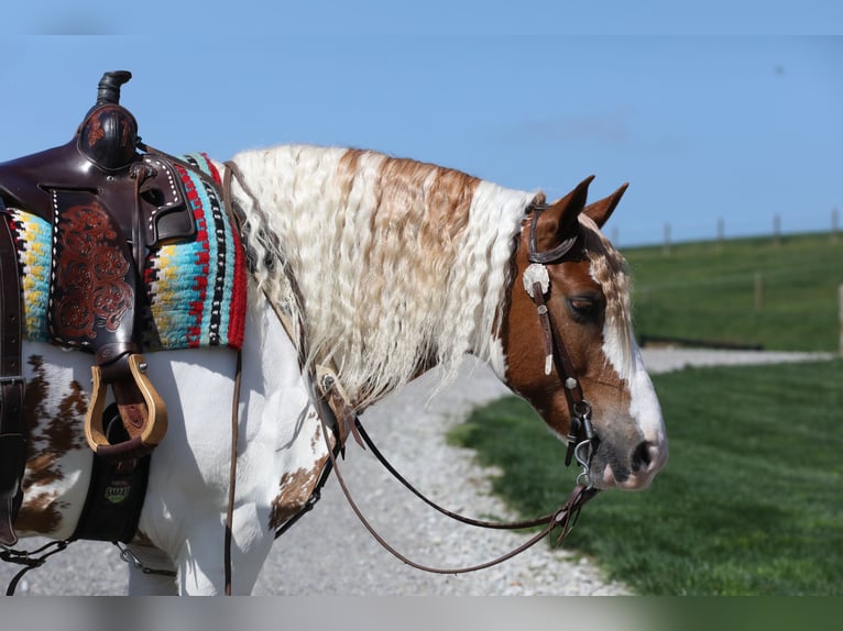 Gypsy Horse Mix Gelding 9 years Tobiano-all-colors in Millersburg