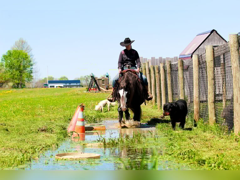 Gypsy Horse Gelding 9 years  in Syracuse