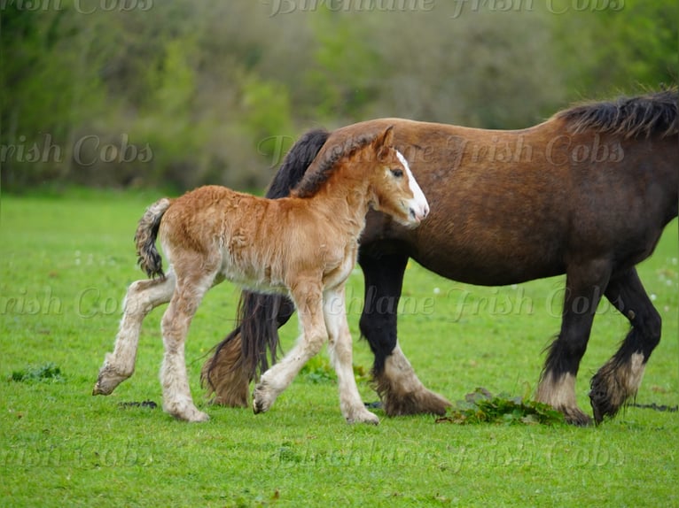 Gypsy Horse Gelding Foal (01/2026) 15 hh  in kerry