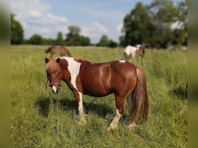 Gypsy Horse Mix Mare 10 years 11,2 hh Pinto in Rangsdorf