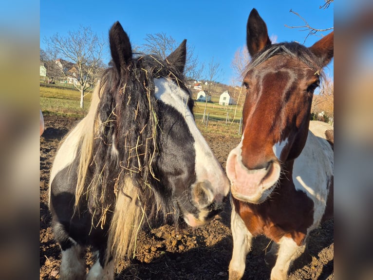 Gypsy Horse Mare 10 years 12.2 hh Pinto in Rechnitz