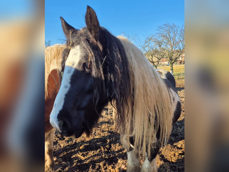 Gypsy Horse Mare 10 years 12.2 hh Pinto in Rechnitz