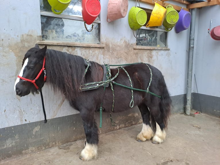 Gypsy Horse Mare 10 years 12 hh Black in Ennepetal