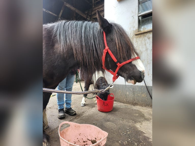 Gypsy Horse Mare 10 years 12 hh Black in Ennepetal