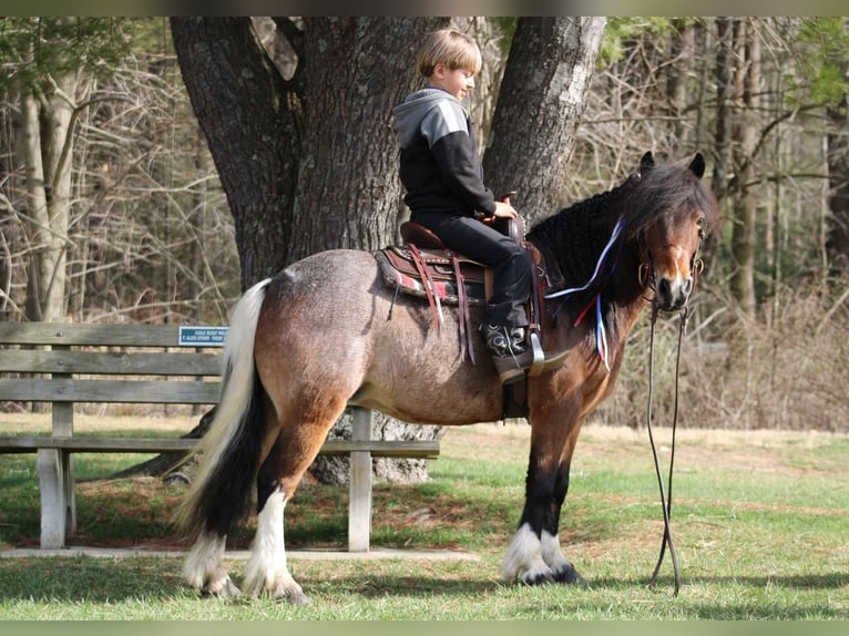 Gypsy Horse Mix Mare 10 years 12 hh in Rebersburg, PA