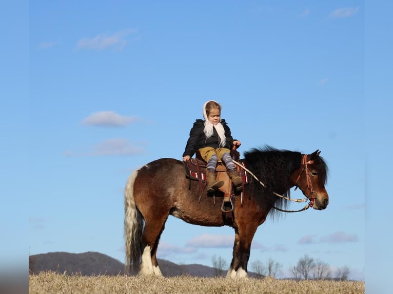 Gypsy Horse Mix Mare 10 years 12 hh in Rebersburg, PA