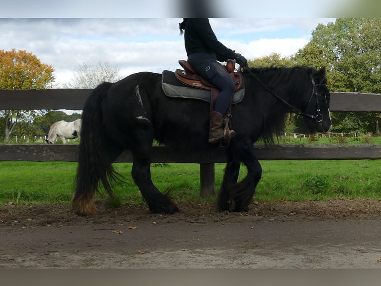Gypsy Horse Mare 10 years 13.1 hh Black in Lathen