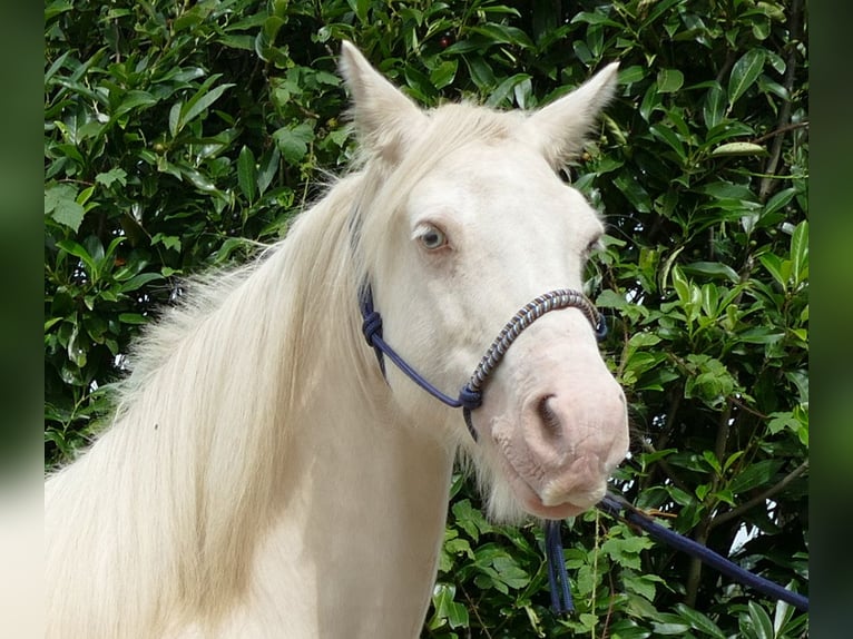 Gypsy Horse Mare 10 years 13,1 hh Palomino in Lathen