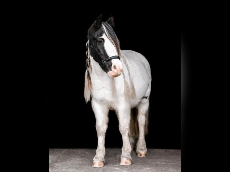 Gypsy Horse Mare 10 years 13.1 hh Pinto in Groß Grönau