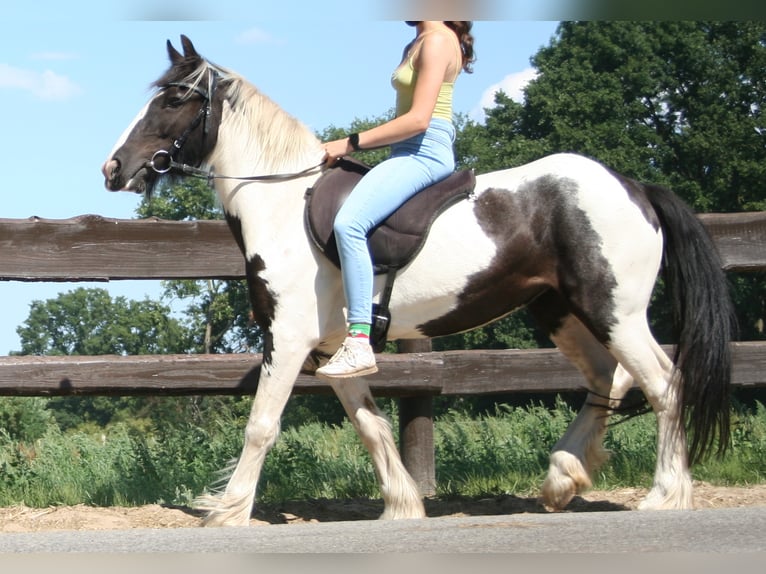 Gypsy Horse Mare 10 years 13,1 hh Pinto in Lathen