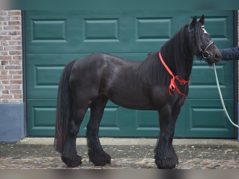 Gypsy Horse Mare 10 years 13.2 hh Black in Achtmaal
