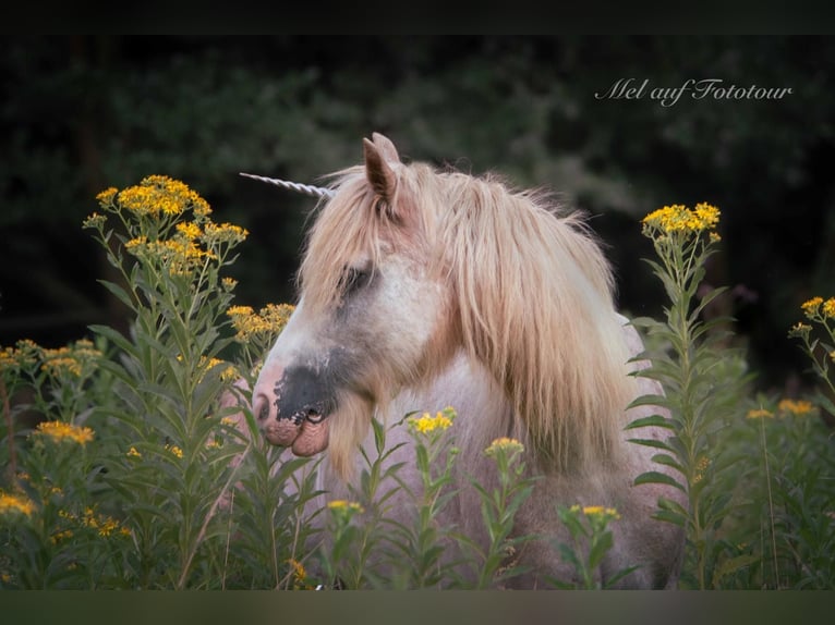 Gypsy Horse Mare 10 years 13,2 hh Roan-Red in Bad Salzdetfurth