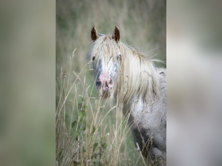 Gypsy Horse Mare 10 years 13,2 hh Roan-Red in Bad Salzdetfurth