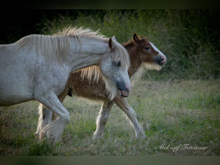 Gypsy Horse Mare 10 years 13,2 hh Roan-Red in Bad Salzdetfurth