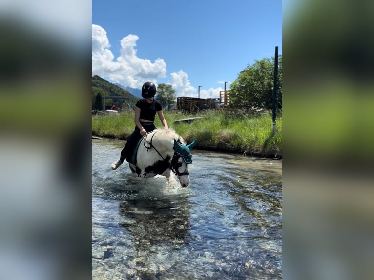 Gypsy Horse Mare 10 years 13 hh White in Erl