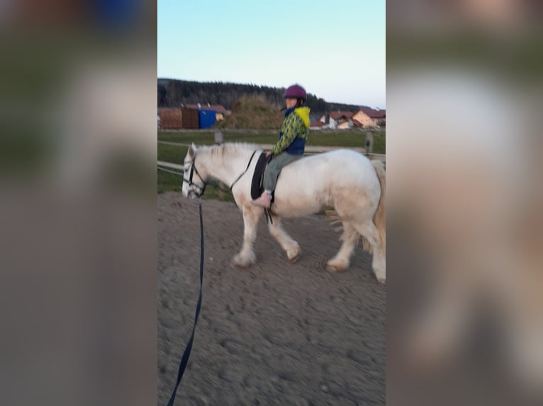 Gypsy Horse Mare 10 years 13,2 hh in Thalgau